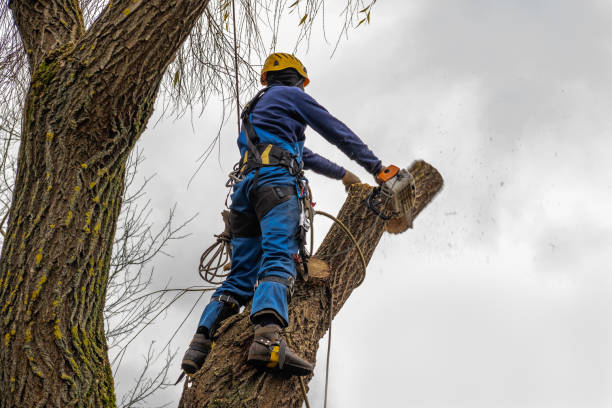 Professional Tree Services in Waterville, NY